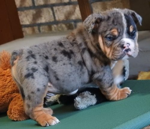 mini bulldogs, english bulldogs, puppies for sale,