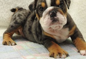 Our beautiful tri-merle english bulldog, "GRACIE" as a puppy... Her father is MERLE.