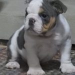 PUPS WE HAVE BRED Picture 8
