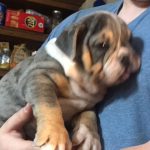 English Bulldog Puppies in ohio for sale