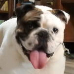 Rocco Picture 1